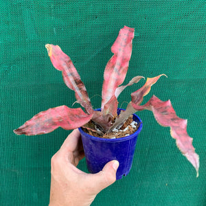 Cryptanthus - Carnival de Rio