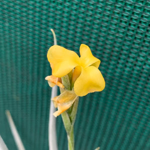 Tillandsia - Nugget (Fragrant)