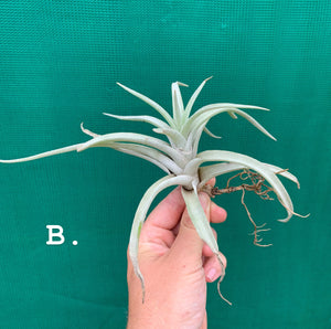 Tillandsia - harrisii