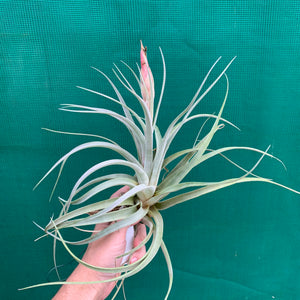 Tillandsia - X Correalei ex. PT NEW