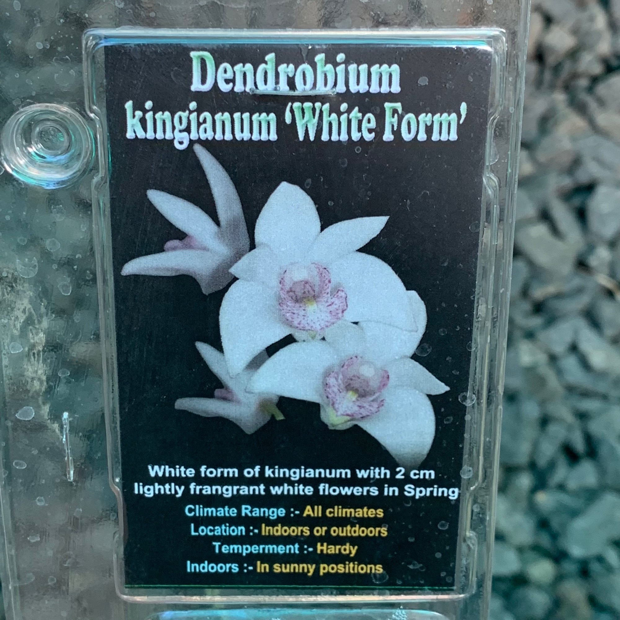 Orchid - Dendrobium Kingianum ‘White Form’