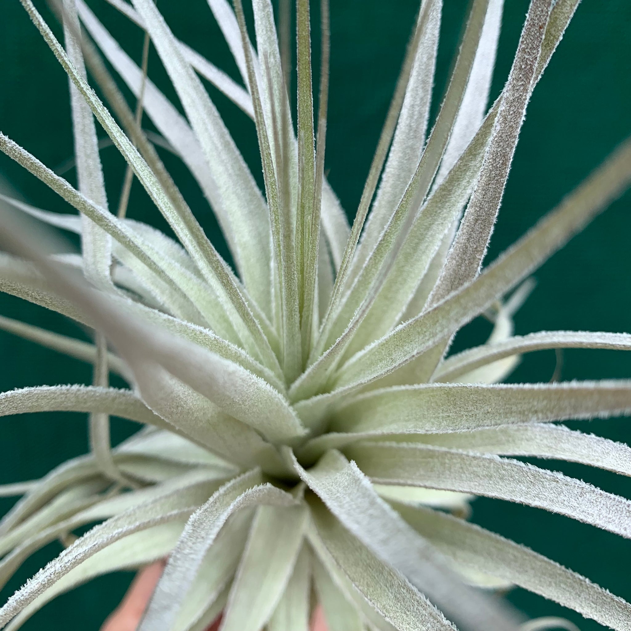 gardneri air plant Tillandsia - gardneri