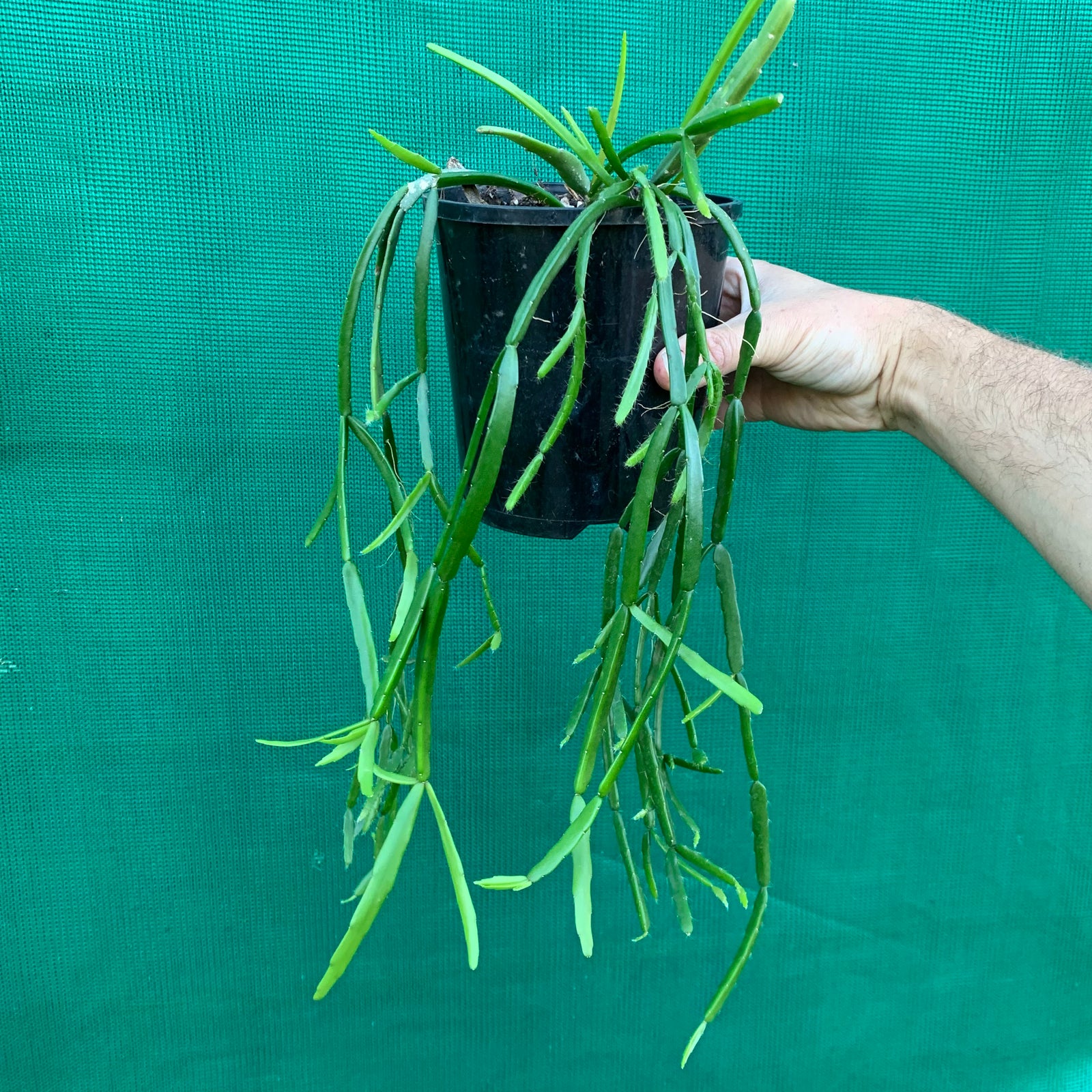 Rhipsalis micrantha - R46