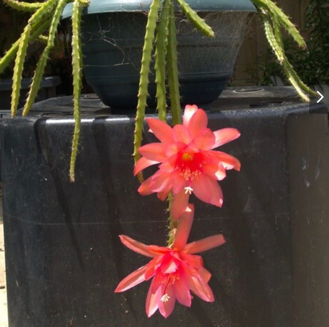 Aporophyllum Moon Glow