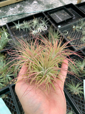 Tillandsia - ionantha ‘APD004’