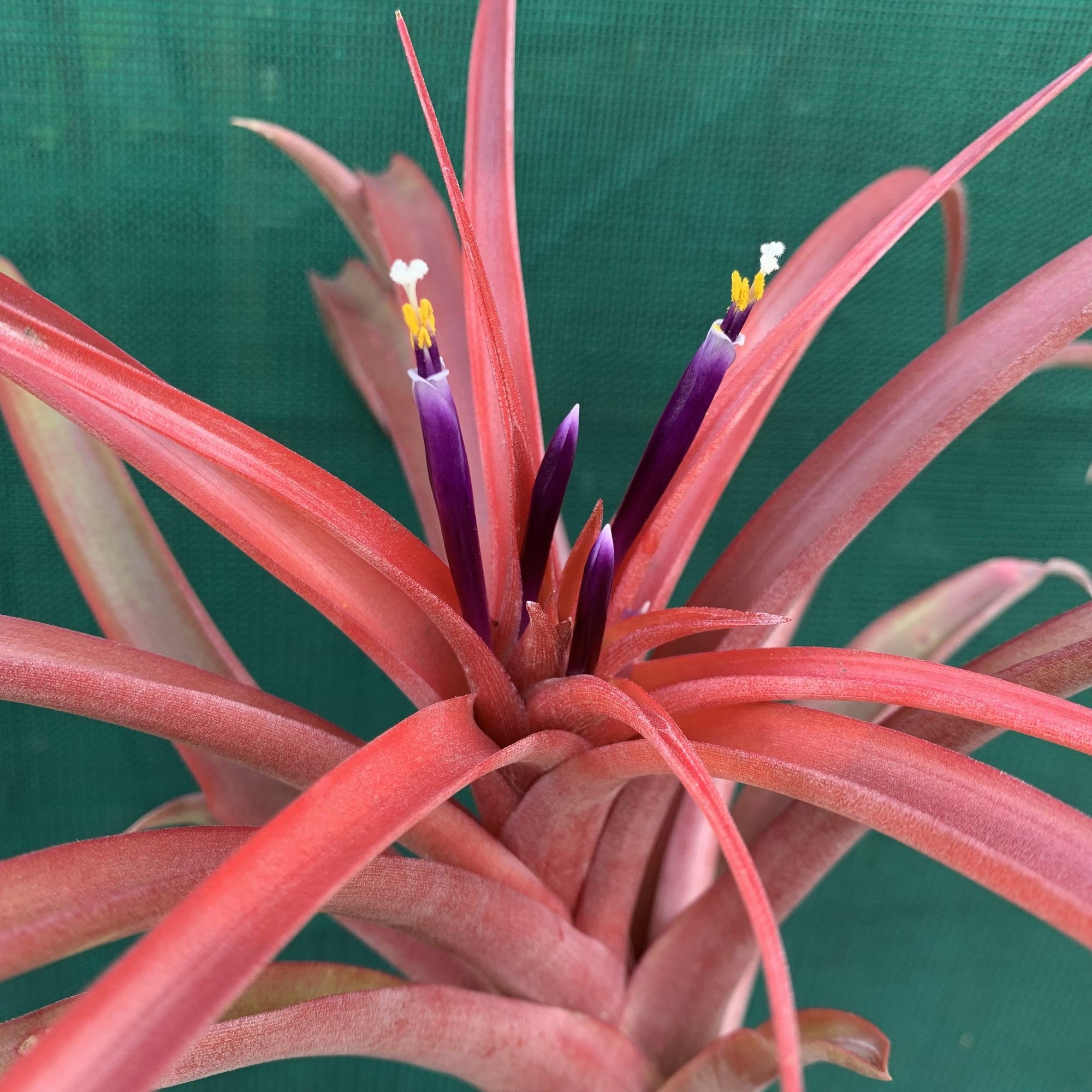 Tillandsia - Capitata "Rubra" (Wholesale)