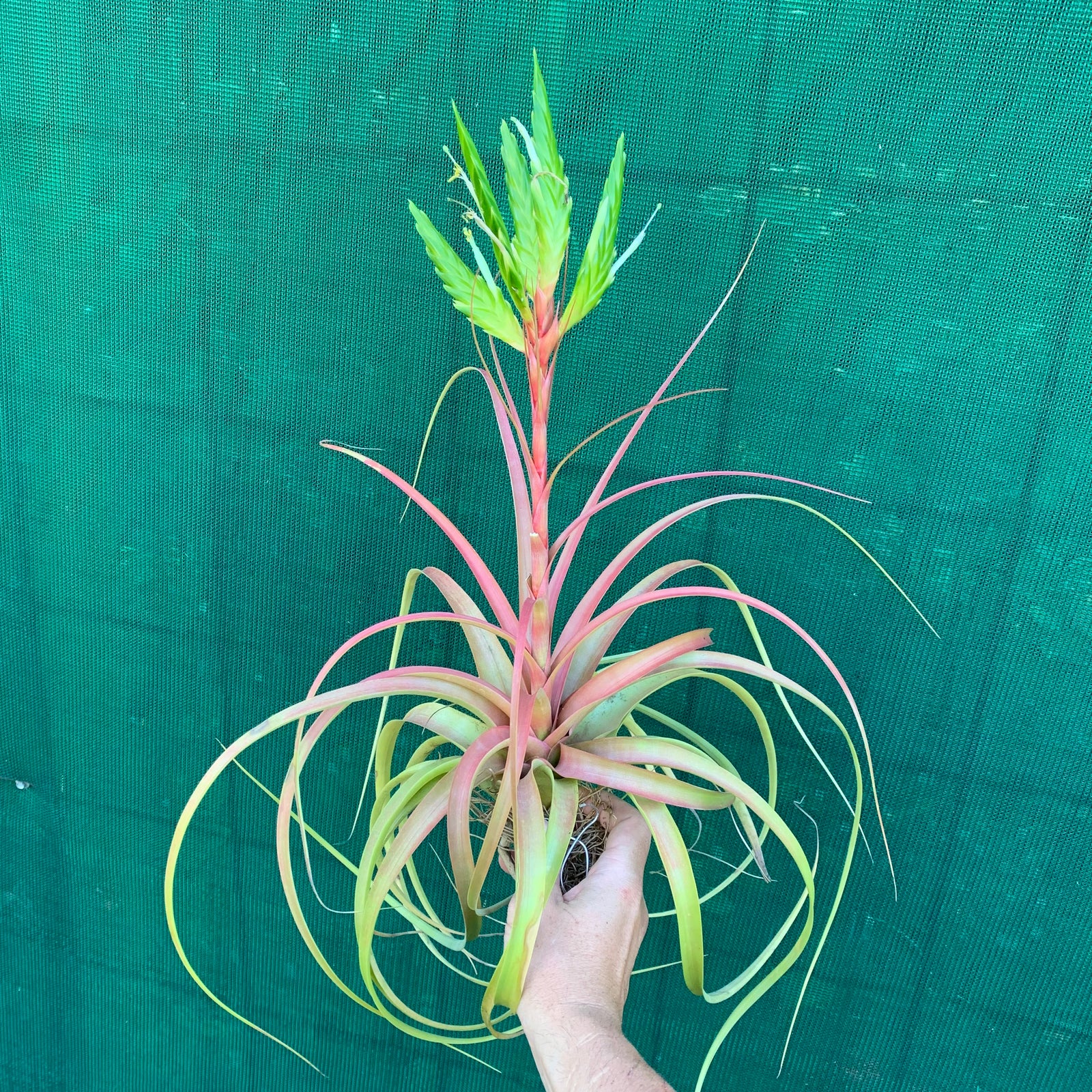 Tillandsia - rothii