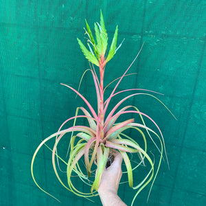 Tillandsia - rothii NEW