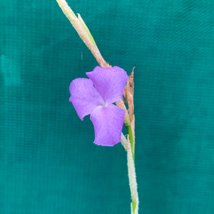 Tillandsia - graomogolensis (Fragrant)