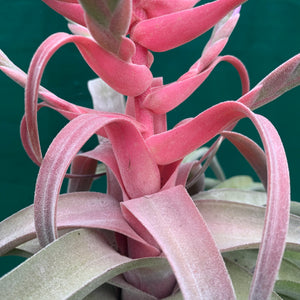 Tillandsia - streptophylla ‘Giant Form’