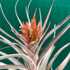 Tillandsia - Nellie Rose