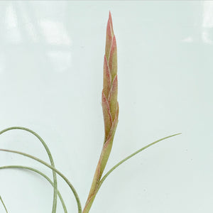 Tillandsia - Cumi-Cumi