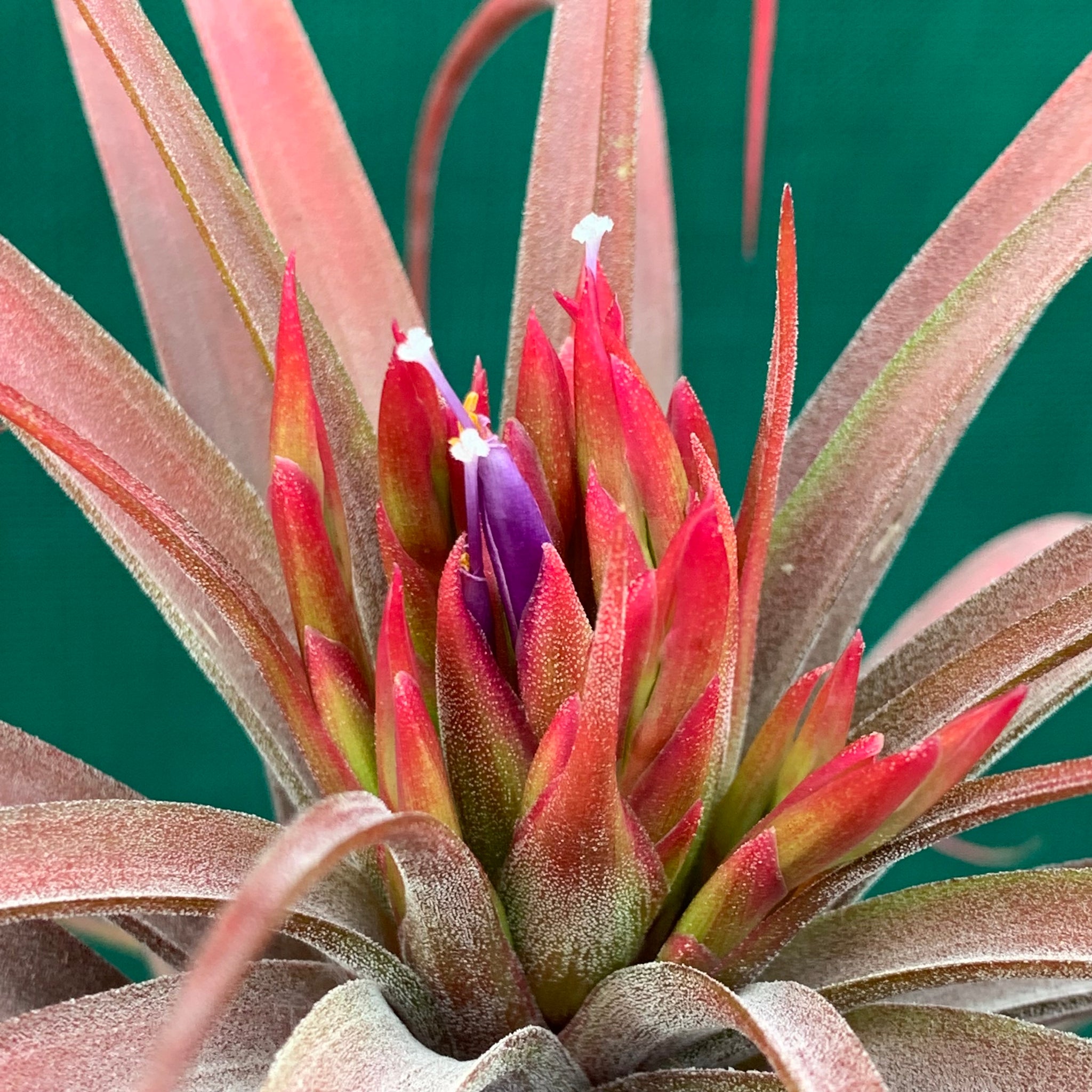 red air plant Tillandsia - Eric The Red
