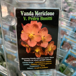 Orchid - Vanda Mericlone ‘Pedro Bonitti’