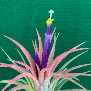 Tillandsia - ionantha 'Rubra' (Wholesale)