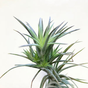 Tillandsia - tenuifolia 'Bonsall Beauty'