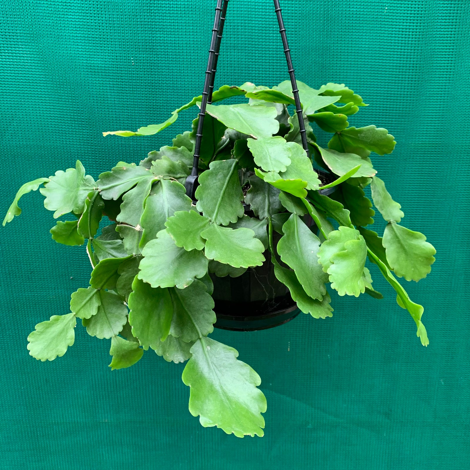 Rhipsalis goebeliana - R27