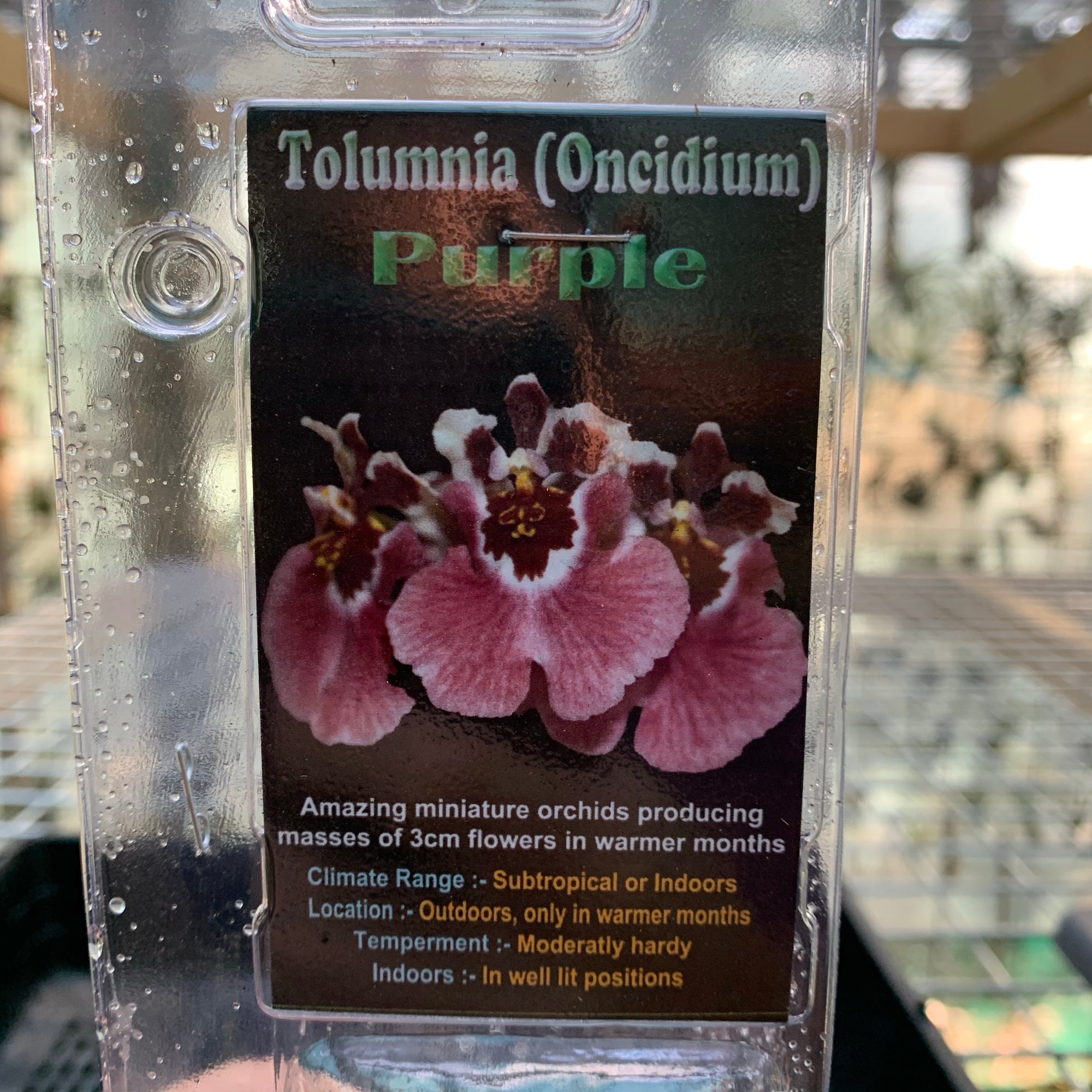 Orchid - Tolumnia (Oncidium) Purple