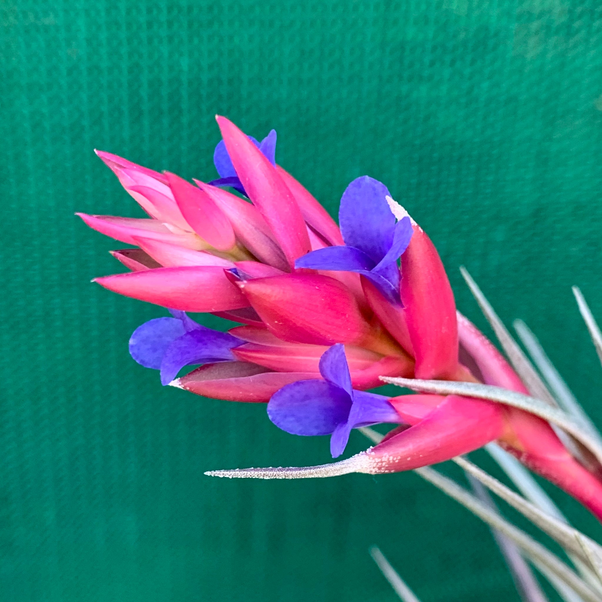 air plant with pink and purple flower Tillandsia - Purple Gem