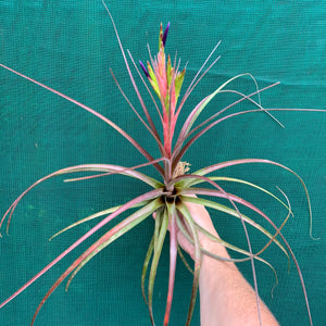 Tillandsia - Widgee ‘Large Form’