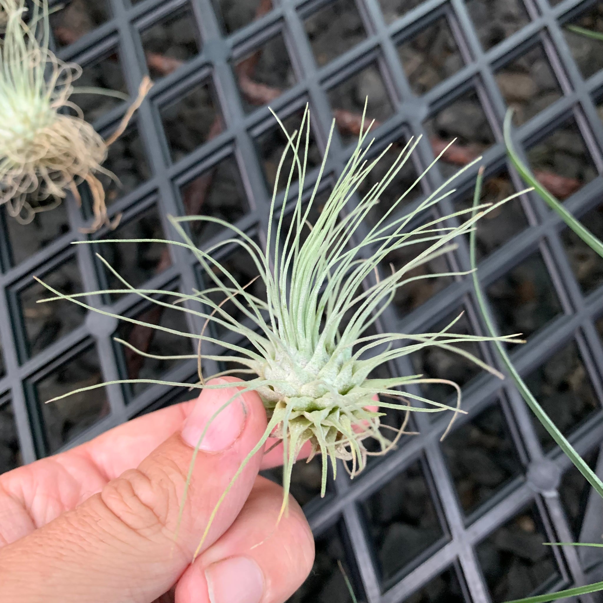 fuchsii air plant care Tillandsia - fuchsii v. Gracilis