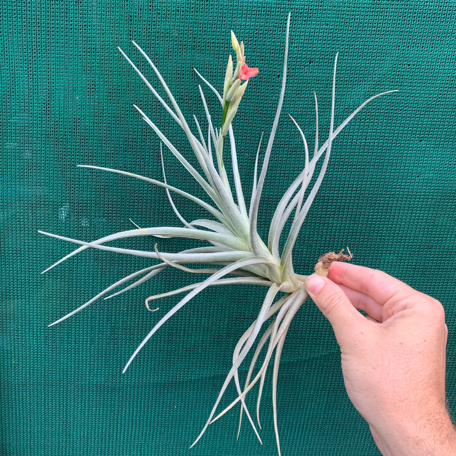 Tillandsia - Mystic Trumpet ‘Enigma’