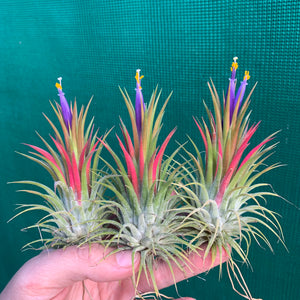 Tillandsia - ionantha ‘APD015’