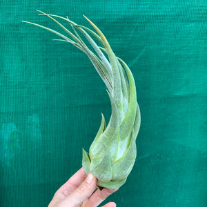 Tillandsia - seleriana ex. OM