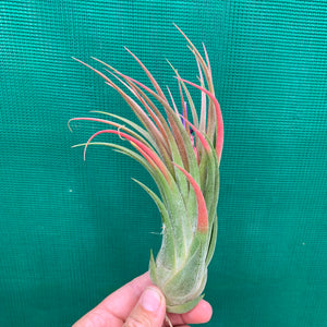 Tillandsia - seleriana x ionantha ex. NR