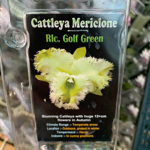 Orchid - Cattleya Mericlone ‘Rlc. Golf Green’