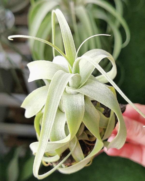 Tillandsia - diguetii