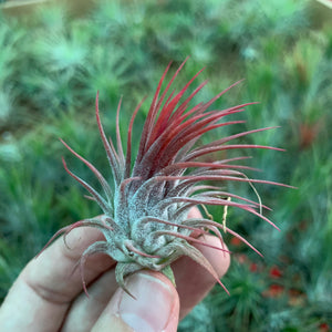 Tillandsia - ionantha 'Stricta'