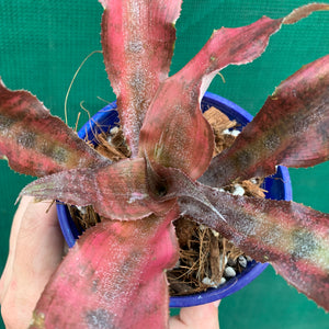 Cryptanthus - Carnival de Rio