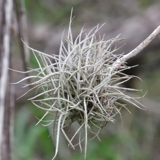ball moss air plant Tillandsia