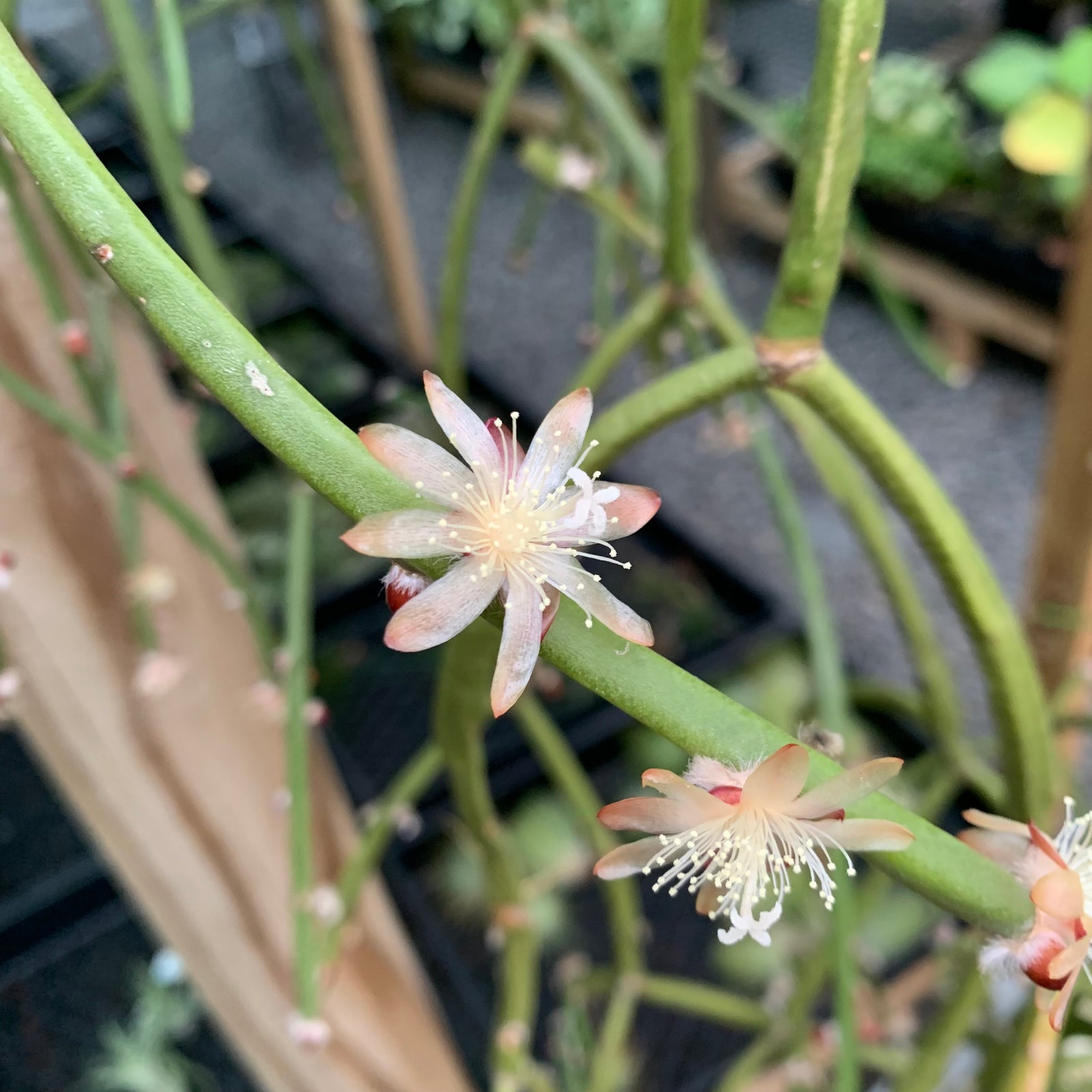 Rhipsalis dissimilis - R6