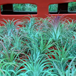 Tillandsia - ionantha ‘Rubra’ ex. CV