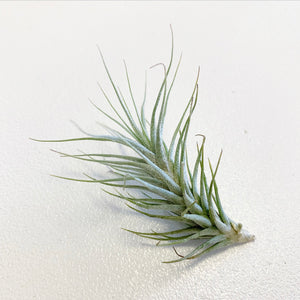 Tillandsia - heteromorpha ex. CC