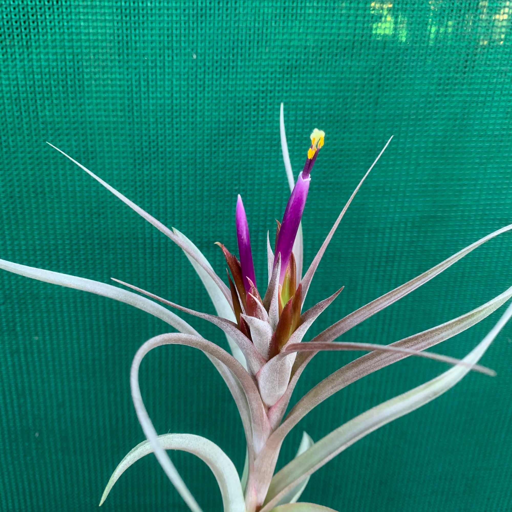 Tillandsia - Jackie Loinaz