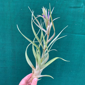 Tillandsia capitata ‘Small, Silver & Salmon’ ex. PT