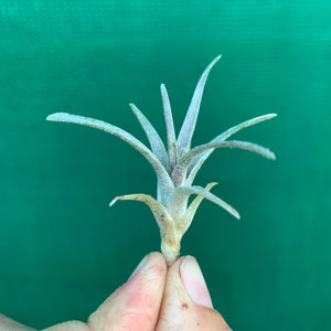 Tillandsia - grandis PB1048