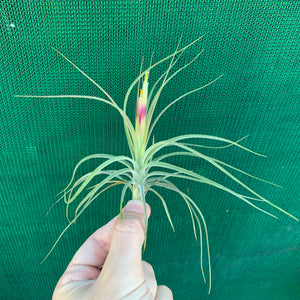 Tillandsia - x rectifolia