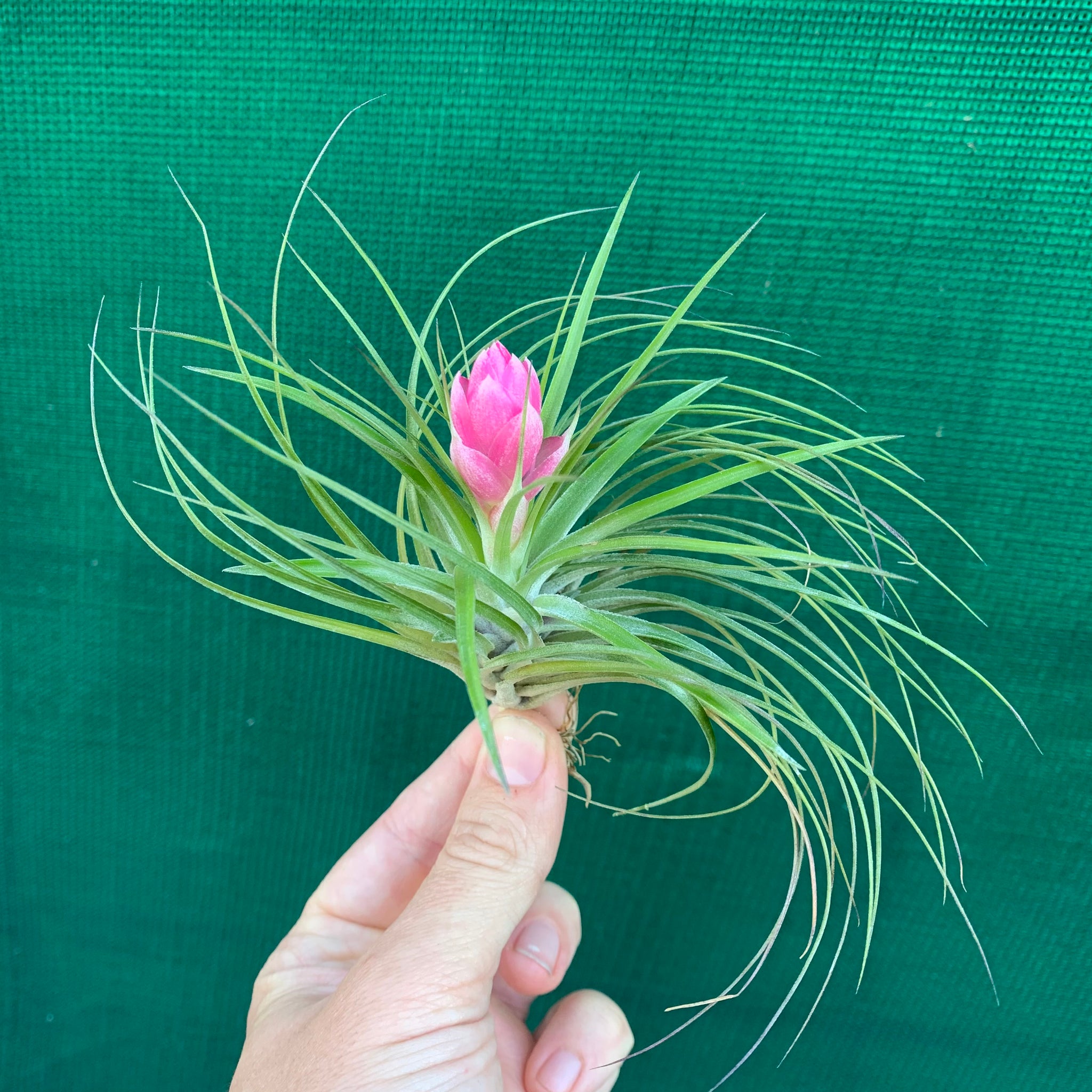 stricta green air plant Tillandsia - stricta