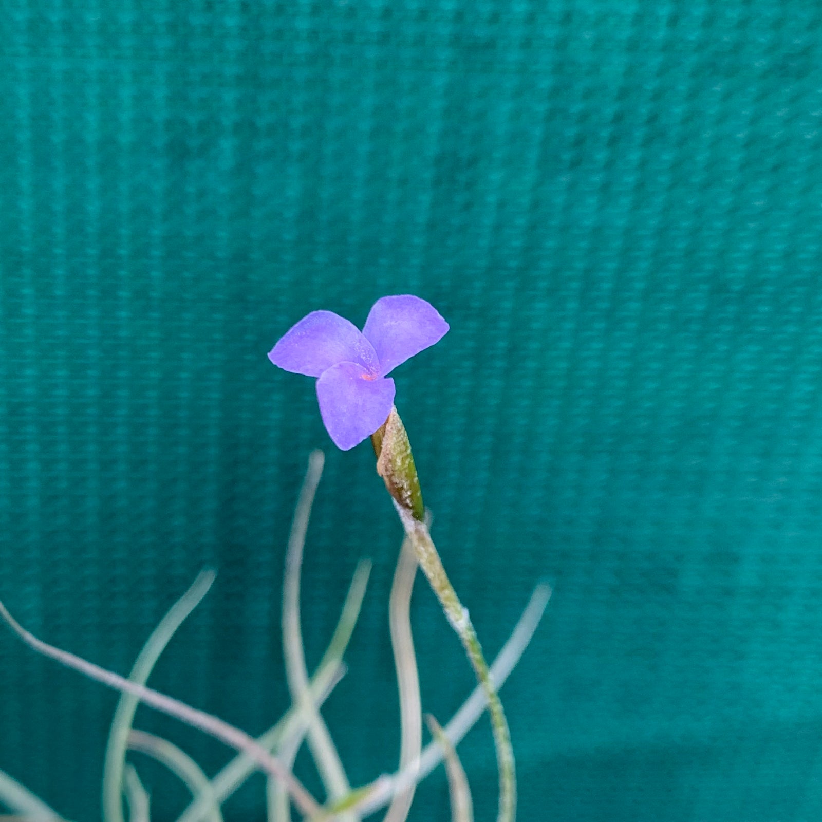 Tillandsia - mallemontii x bandensis