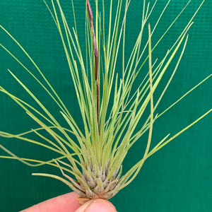 Tillandsia - filifolia