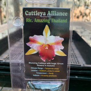 Orchid - Cattleya Alliance ‘Rlc Amazing Thailand’