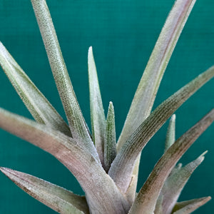 Tillandsia - esseriana ‘Red Form’ ex. PT