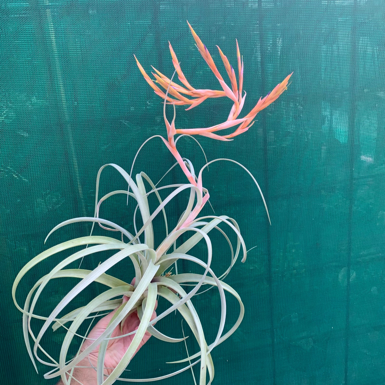Tillandsia - Crowning Glory ex. PT