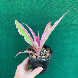 Cryptanthus - Rainbow Star