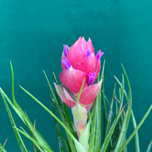 Tillandsia - Cotton Candy ‘Compact Form’