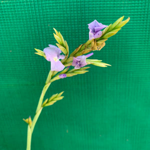 Tillandsia - duratii v. Saxatilas (Fragrant)